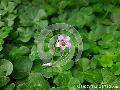 Oxalis articulata, known asÂ pink-sorrel pink windowbox wood-sorrel,Â Chari amilo,sourgrass,Netho saagÂ & x28;India& x29; Stock Photo